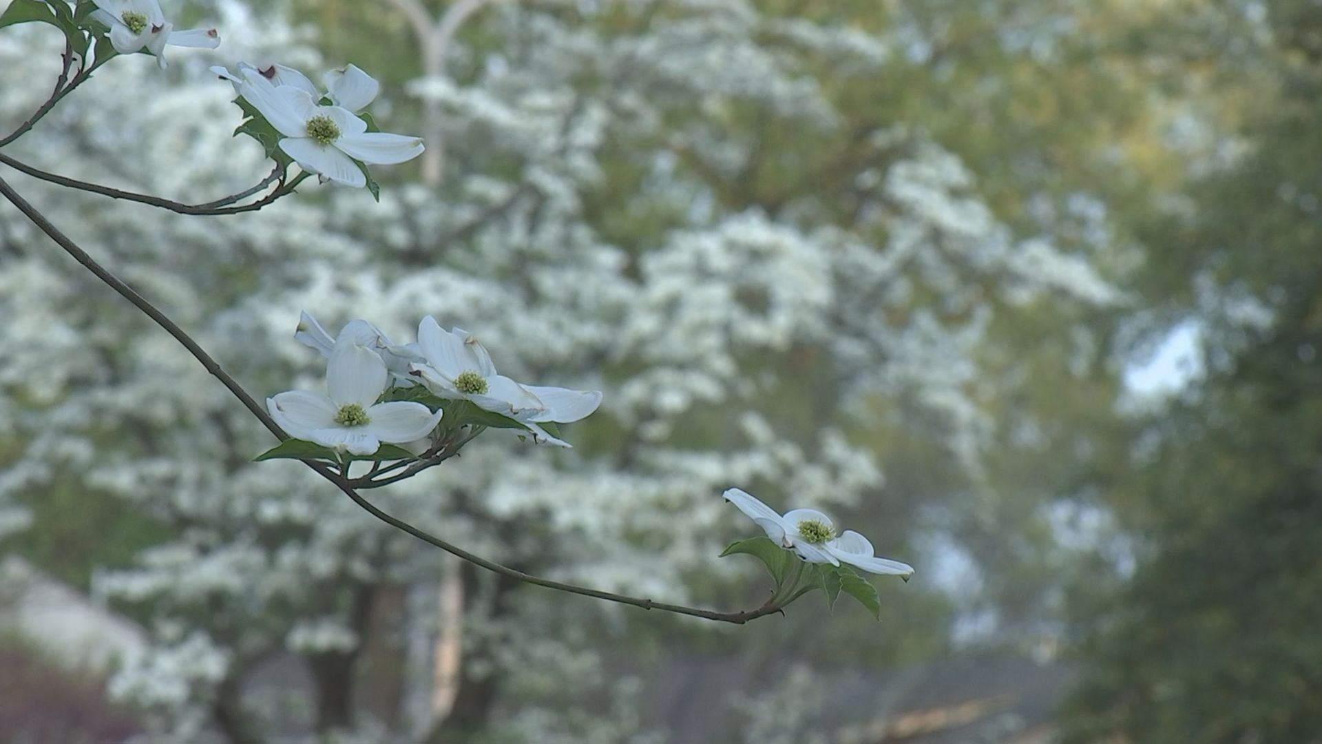 DOGWOOD 3.jpg 4/12/21